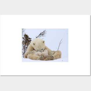 Polar bear family, nursing time Posters and Art